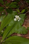 Speckled wood-lily <BR>White clintonia