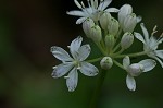 Speckled wood-lily <BR>White clintonia