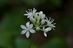 Speckled wood-lily <BR>White clintonia