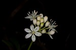 Speckled wood-lily <BR>White clintonia