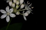 Speckled wood-lily <BR>White clintonia