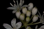 Speckled wood-lily <BR>White clintonia