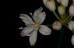 Speckled wood-lily <BR>White clintonia