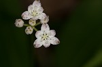 Speckled wood-lily <BR>White clintonia