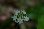 Speckled wood-lily <BR>White clintonia