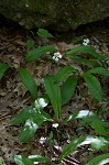 Speckled wood-lily <BR>White clintonia