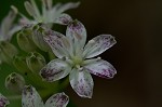 Speckled wood-lily <BR>White clintonia