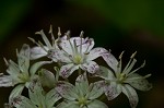 Speckled wood-lily <BR>White clintonia