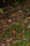 Speckled wood-lily <BR>White clintonia