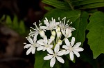 Speckled wood-lily <BR>White clintonia