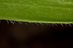 Speckled wood-lily <BR>White clintonia