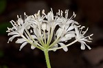 Speckled wood-lily <BR>White clintonia