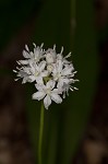 Speckled wood-lily <BR>White clintonia