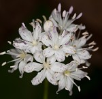 Speckled wood-lily <BR>White clintonia