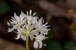 Speckled wood-lily <BR>White clintonia