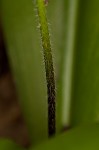 Speckled wood-lily <BR>White clintonia