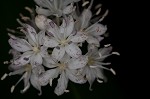 Speckled wood-lily <BR>White clintonia