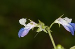 Spring blue eyed Mary