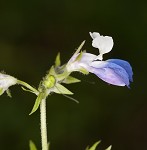 Spring blue eyed Mary