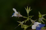 Spring blue eyed Mary