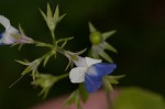 Spring blue eyed Mary