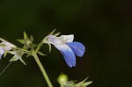 Spring blue eyed Mary