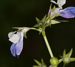 Spring blue eyed Mary