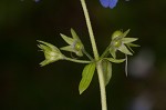 Spring blue eyed Mary