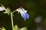 Spring blue eyed Mary