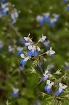 Spring blue eyed Mary