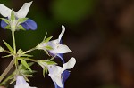 Spring blue eyed Mary