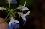 Spring blue eyed Mary