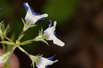 Spring blue eyed Mary