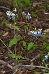 Spring blue eyed Mary