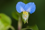 Common dayflower