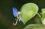 Common dayflower