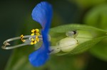 Common dayflower