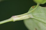 Common dayflower