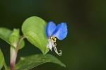 Common dayflower