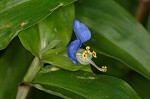 Common dayflower