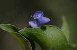 Common dayflower