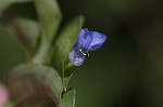 Common dayflower