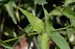 Common dayflower