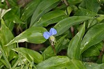 Common dayflower