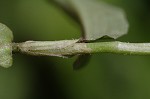 Common dayflower