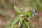 Spreading dayflower