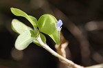 Spreading dayflower