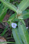 Virginia dayflower