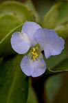 Virginia dayflower