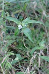 Virginia dayflower